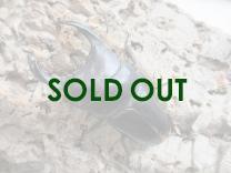 オオクワガタ・能勢YG血統 オス89㎜ B品 単品 (同複89.0㎜)