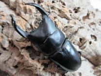 国産大型オオクワガタ・能勢SR血統　♂86㎜(同複90.0㎜)♀55㎜(同複90.2㎜)ペア　　