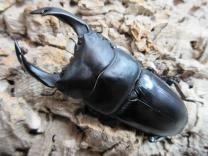 国産大型オオクワガタ・能勢YG血統　♂85㎜♀54㎜(同複93.2㎜B)ペア　　