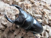 国産大型オオクワガタ・能勢SR血統　♂84㎜♀53㎜ペア　　　　