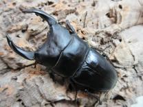 国産大型オオクワガタ・能勢YG血統　♂83㎜♀56㎜ペア 　　　　