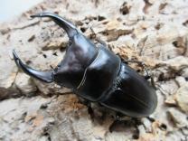 国産大型オオクワガタ・能勢YG血統　♂81㎜♀51㎜ペア 　　　　