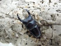  オオクワガタ・能勢産　♂64.3㎜♀45.3㎜ペア