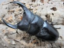 国産大型オオクワガタ・能勢YG血統　♂87㎜♀55㎜ペア 　　　　