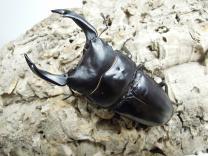 オオクワガタ・能勢産  ♂89.8㎜  A'品 SR血統　　　　　　　　　　最大同複92.0㎜　　　