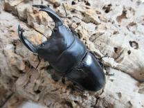 国産大型オオクワガタ・能勢YG血統　♂83㎜♀52㎜ペア　　　　