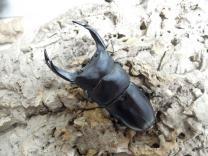  オオクワガタ・能勢産　♂76㎜♀50㎜ペア