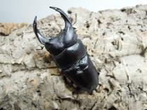 オオクワガタ・能勢産  ♂88.2㎜  B品 SR血統　　　　　　　　　　最大同複89.3㎜　　　