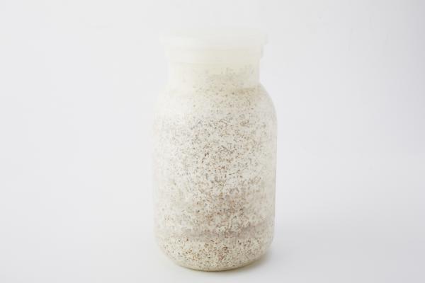 カワラ菌糸瓶1100 10本セット特価最終値引き