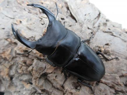 国産大型オオクワガタ・能勢YG血統　♂87㎜(同複89.0㎜)♀58㎜(同複88.5㎜)ペア　　