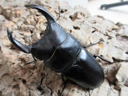 国産大型オオクワガタ・能勢YG血統　♂86㎜♀55㎜ペア　　