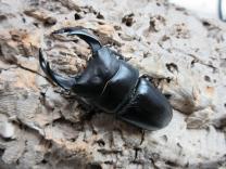オオクワガタ・能勢産 (YG血統)　♂82.3㎜♀52.7㎜ペア　　　　(最大同複88.2㎜)