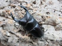 オオクワガタ・能勢産 (YG血統)　♂85.2㎜♀54.1㎜ペア　　　　(最大同複87.8㎜)