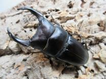 国産大型オオクワガタ・能勢YG血統　♂81㎜♀51㎜ペア 　　　　