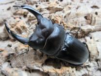 国産大型オオクワガタ・能勢YG血統　♂82㎜♀50㎜ペア 　　　　
