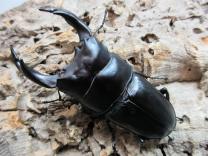 国産大型オオクワガタ・能勢YG血統　♂80㎜♀51㎜ペア 　　　　