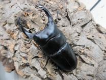 オオクワガタ・能勢産 (YG血統)　♂86㎜♀56㎜ペア　　　　