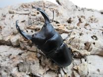 国産オオクワガタ・能勢YG血統　♂83㎜♀53㎜ペア　　　　
