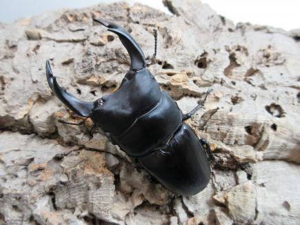 国産オオクワガタ・能勢YG血統　♂83㎜♀53㎜ペア　　　　