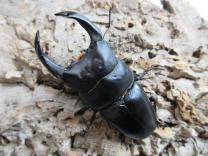 国産オオクワガタ・能勢YG血統　♂82㎜♀52㎜ペア　　　　