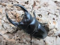国産大型オオクワガタ・能勢SR血統 ♂82㎜♀52㎜ペア　　
