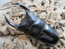 国産大型オオクワガタ・能勢SR血統　♂82㎜♀55㎜ペア 　　　　