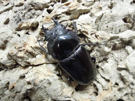 オオクワガタ 能勢産(YG血統) ♀56.4㎜ 　サンプル画像　　　 　(最大同腹♂88.1㎜)