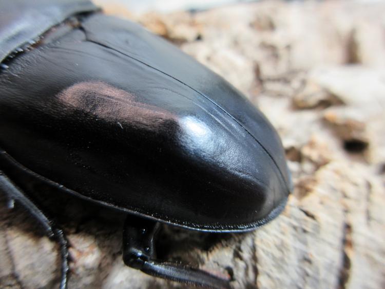 オオクワガタ・能勢SR血統 オス86㎜ A'品 単品 | クワガタ