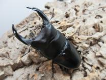 国産大型オオクワガタ・能勢YG血統　♂83㎜♀52㎜ペア　　　　