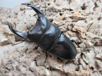 国産大型オオクワガタ・能勢YG血統　♂82㎜♀51㎜ペア　　　　