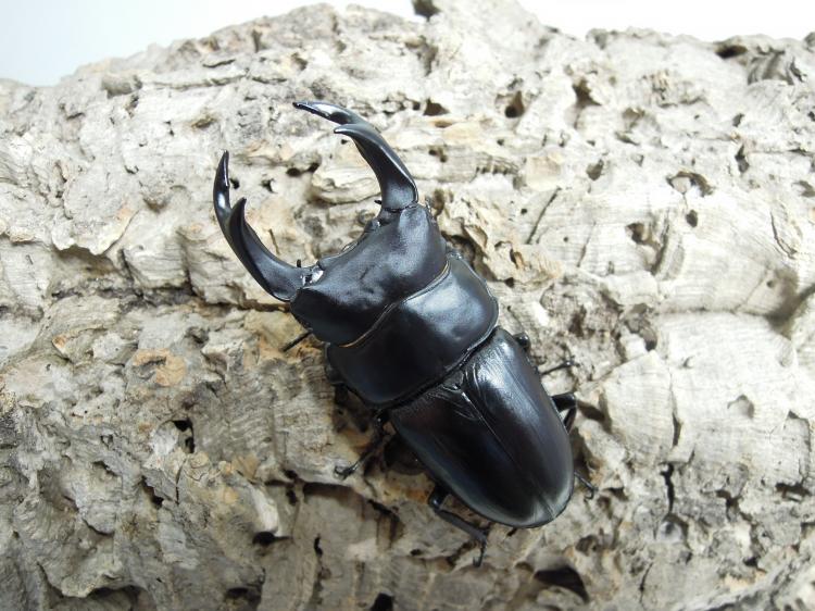 オオクワガタ能勢YG ペアおまけ♀57.0ミリ新成虫 NO.3♂82.0ミリ