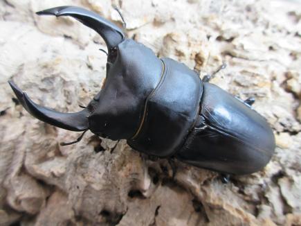 国産大型オオクワガタ・能勢YG血統　♂85㎜♀53㎜ペア　　　　