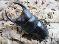 国産大型オオクワガタ・能勢YG血統　♂85.9㎜♀52.7㎜ペア　　　　
