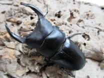国産大型オオクワガタ・能勢SR血統　♂83㎜♀54㎜ペア　　　　