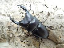 オオクワガタ・能勢産 (YG血統)　♂82.4㎜♀53.7㎜ペア　　　　　(最大同複88.5㎜)