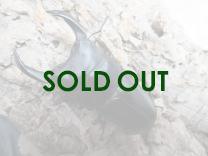 国産大型オオクワガタ・能勢SR血統 ♂87㎜♀56㎜ペア