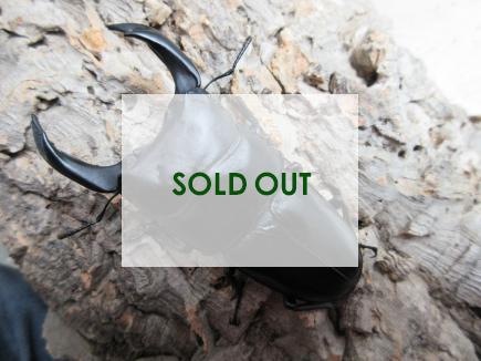 国産大型オオクワガタ・能勢SR血統　♂87㎜♀56㎜ペア　　　　