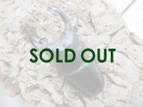 国産大型オオクワガタ・能勢YG血統　♂86㎜♀56㎜ペア(同複89.0㎜)　　　　