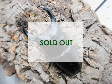 国産大型オオクワガタ・能勢YG血統　♂86㎜♀56㎜ペア(同複89.0㎜)　　　　