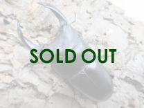 国産大型オオクワガタ・能勢YG血統 ♂88㎜♀58㎜ペア