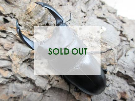 国産大型オオクワガタ・能勢YG血統　♂88㎜♀58㎜ペア　　　　