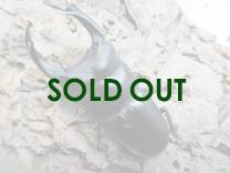 国産大型オオクワガタ・能勢SR血統　♂88㎜ (同複90.0㎜)♀56㎜ペア (同複90.2㎜)