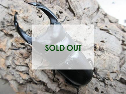 国産大型オオクワガタ・能勢SR血統　♂88㎜ (同複90.0㎜)♀56㎜ペア (同複90.2㎜)