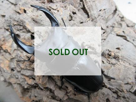 国産大型オオクワガタ・能勢SR血統　♂88㎜♀56㎜ペア(同複91.1㎜・88.0㎜)