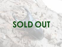 国産大型オオクワガタ・能勢YG血統　♂84㎜♀55㎜ペア　　　　