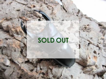 国産大型オオクワガタ・能勢YG血統　♂84㎜♀55㎜ペア　　　　