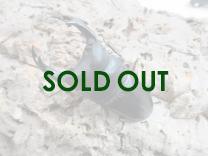 国産大型オオクワガタ・能勢SR血統 ♂84㎜♀53㎜ペア　　