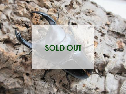 オオクワガタ・能勢YG血統  オス89㎜ B品 単品   (同複89.0㎜)　　　　