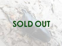 オオクワガタ・能勢YG血統 オス87㎜ B品  単品   (同複90.5㎜・89.5㎜)　　　