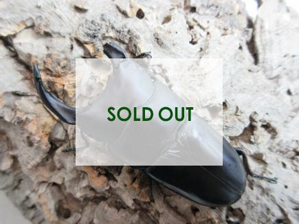 オオクワガタ・能勢YG血統 オス87㎜ B品  単品   (同複90.5㎜・89.5㎜)　　　